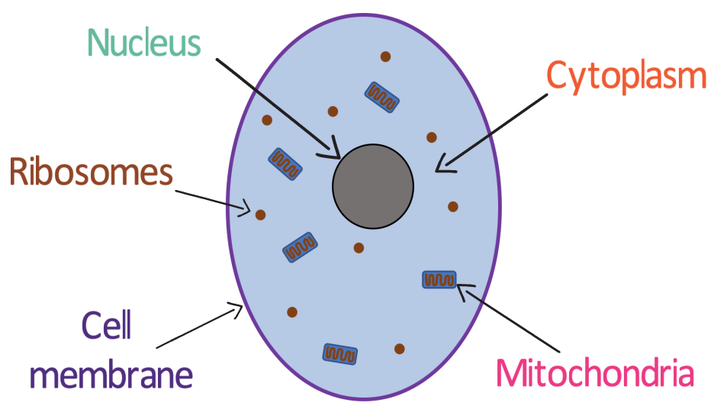 B1 A) Cell Structures – AQA Combined Science Trilogy - Elevise