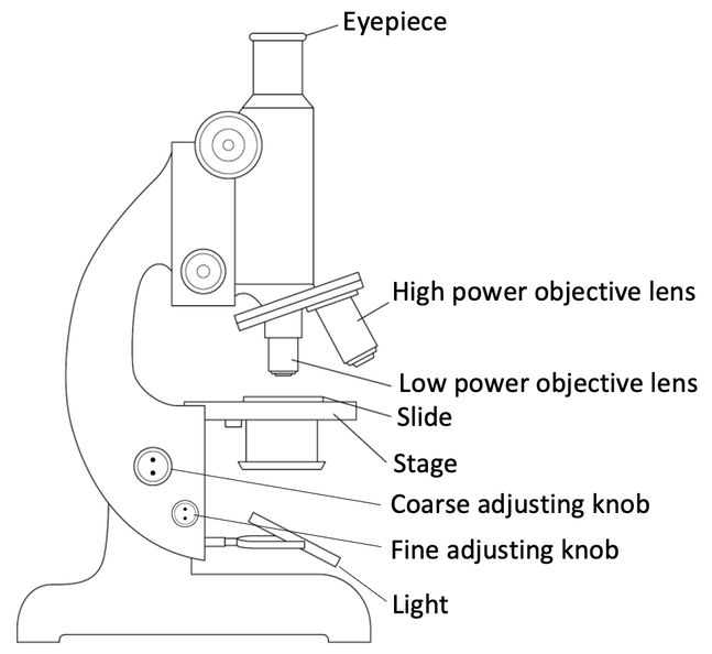 Euclidean Microscope Drawing Beaker Icon, microscope, angle, white png |  PNGEgg