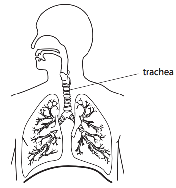 Draw human respiratory system and label it? - EduRev Class 10 Question