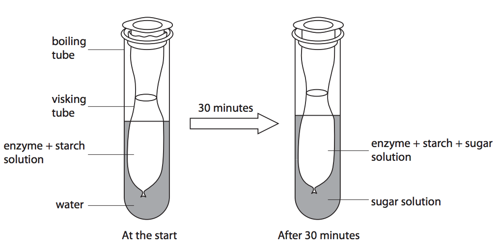 In an experiment two equal volumes of solution L and M were placed into visking  tubing. The visking tubing was suspended into beakers containing equal...